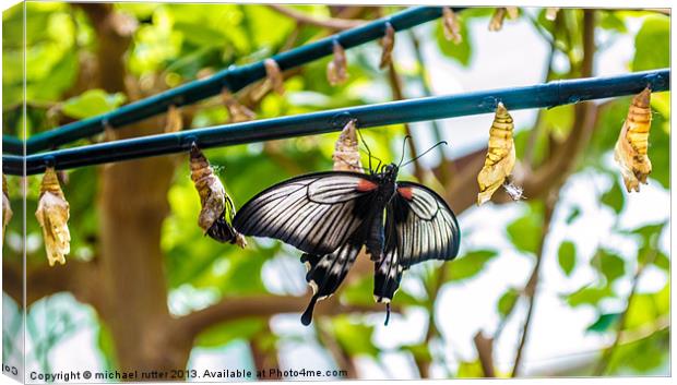 Butterflyfarm Canvas Print by michael rutter