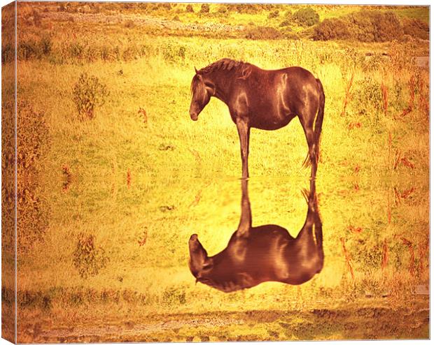 Horse by golden pond Canvas Print by Matthew Laming