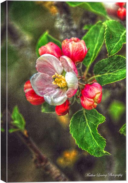 Apple Blossom Canvas Print by Matthew Laming