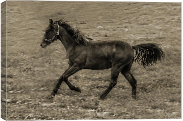 Connamara Pony Canvas Print by Matthew Laming