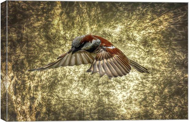 Sparrow in flight Canvas Print by Matthew Laming