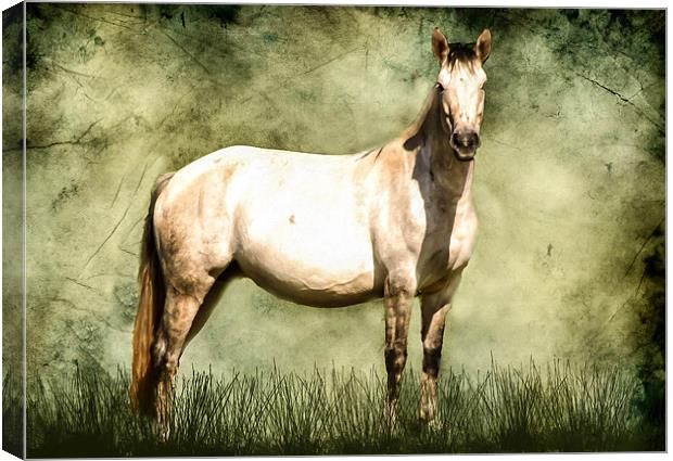 Connamara Horse Canvas Print by Matthew Laming