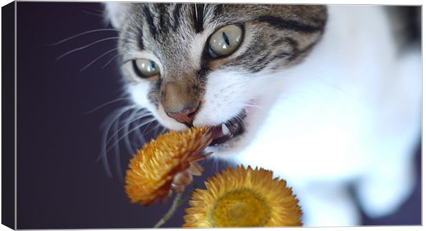 Cute cat/kitten with flower Canvas Print by Marc Reeves