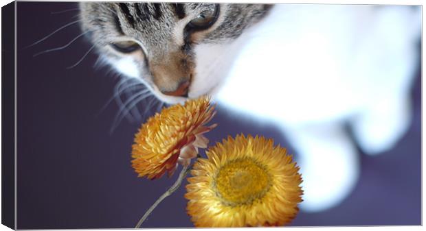 Cute cat/kitten smelling flower Canvas Print by Marc Reeves