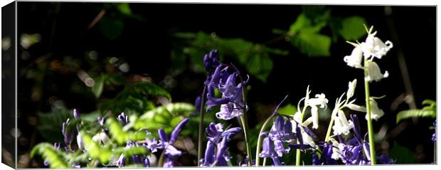 Bluebells Canvas Print by Carol Young