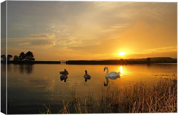 Harmony Canvas Print by Bob Legg