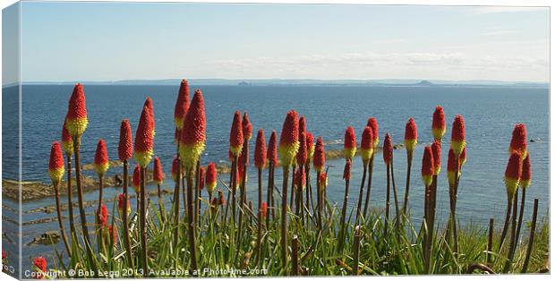 Red Hot Pokers by the Sea Canvas Print by Bob Legg