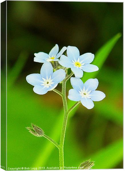 Speedwell Canvas Print by Bob Legg