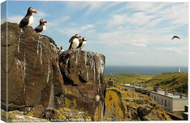 Puffins on the May Island Canvas Print by Bob Legg