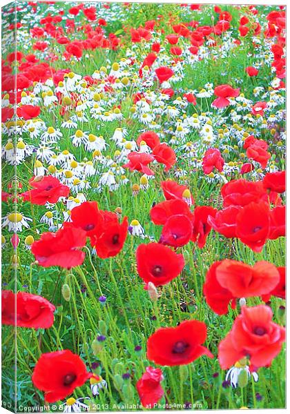 Poppies and Daisies Canvas Print by Bob Legg
