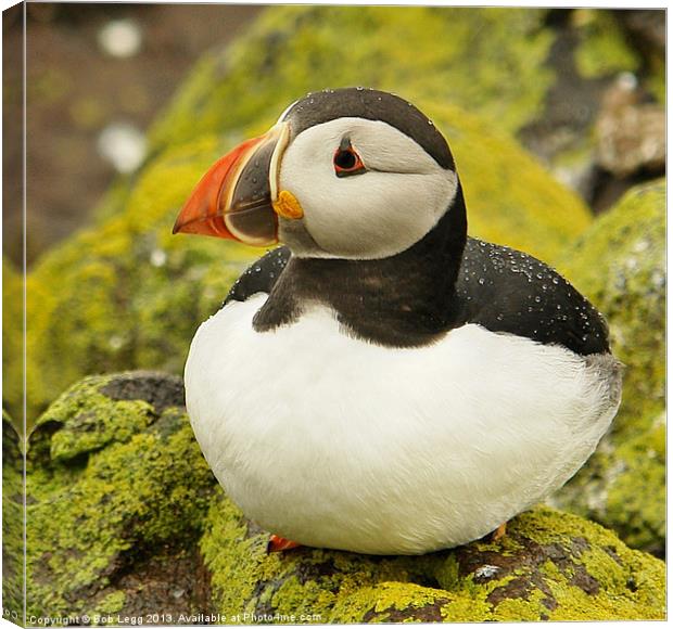 Raindrops on Puffin Canvas Print by Bob Legg