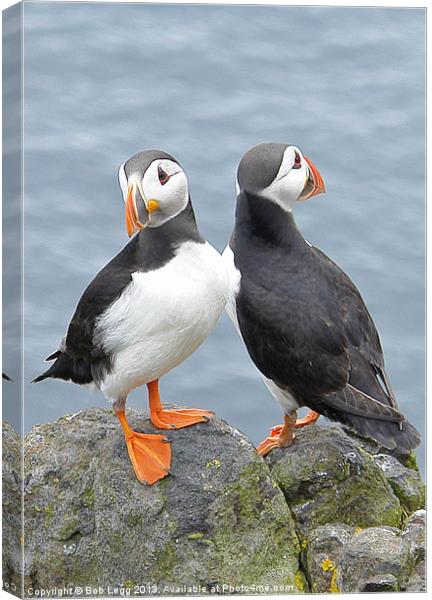 Two heads are better than one Canvas Print by Bob Legg