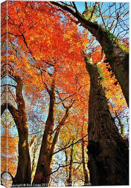 Autumn Trees Canvas Print by Bob Legg