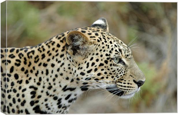 Leopard Canvas Print by Brian Dingle
