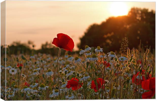 Field of Dreams Canvas Print by Neil Coleran