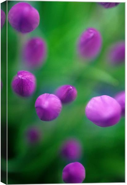 Crocus flower abstract, pink, green Canvas Print by Celia Mannings