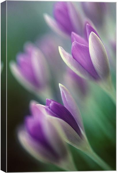 Purple and white crocus flowers Canvas Print by Celia Mannings