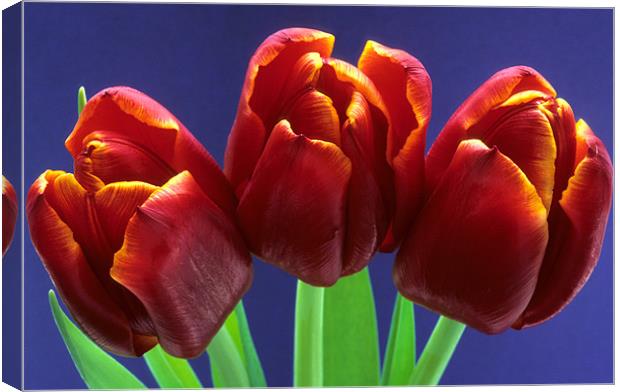 Three red tulips blue background Canvas Print by Celia Mannings