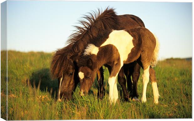 Dartmoor pony and foal grazing Canvas Print by Celia Mannings
