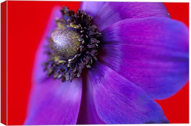 Purple anemone flower red background Canvas Print by Celia Mannings