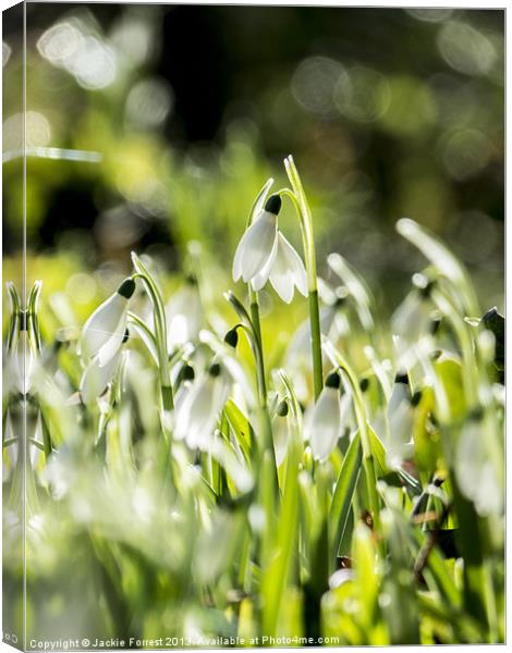 Snowdrops twinkling Canvas Print by Jackie Forrest