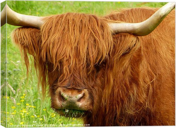 Highland Cow Canvas Print by Jackie Forrest