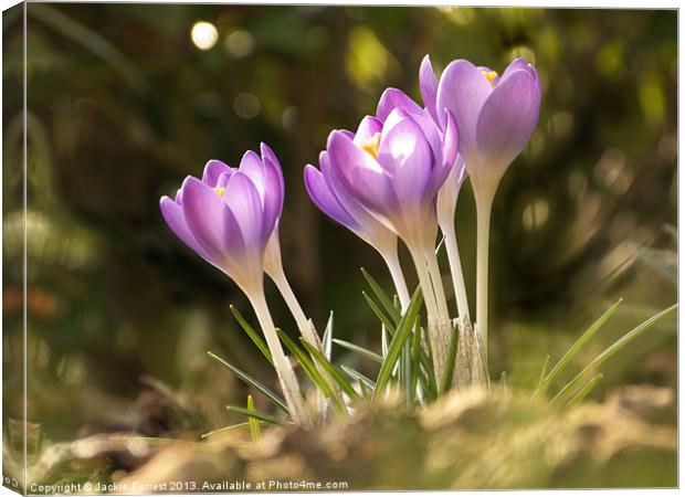 Sunny Crocus Canvas Print by Jackie Forrest