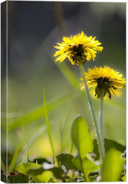 Sunshine on Dandelions Canvas Print by Tracey Selby