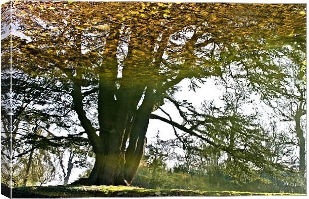 Leafy Tree Reflection Canvas Print by Tracey Selby
