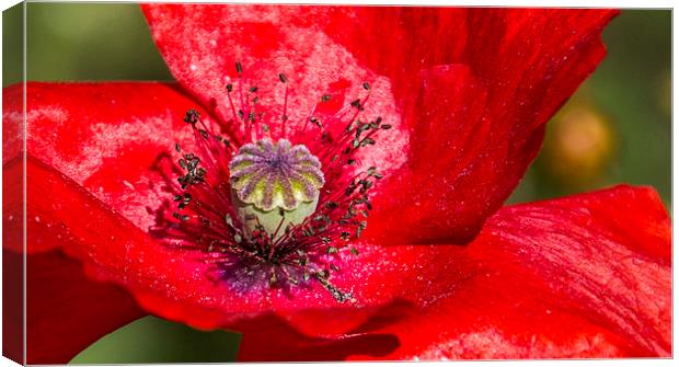 Poppy Canvas Print by Tracey Selby