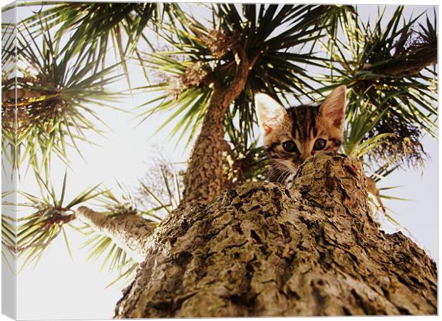 Kitty in a palm tree Canvas Print by Beth Black