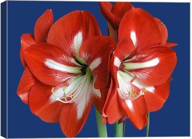 Red Amaryllis Canvas Print by mike lester