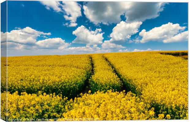 Golden Oil Rapeseed Field Canvas Print by Wight Landscapes