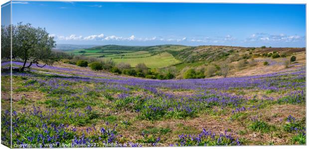 Ventnor Down Bluebell Panarama Canvas Print by Wight Landscapes