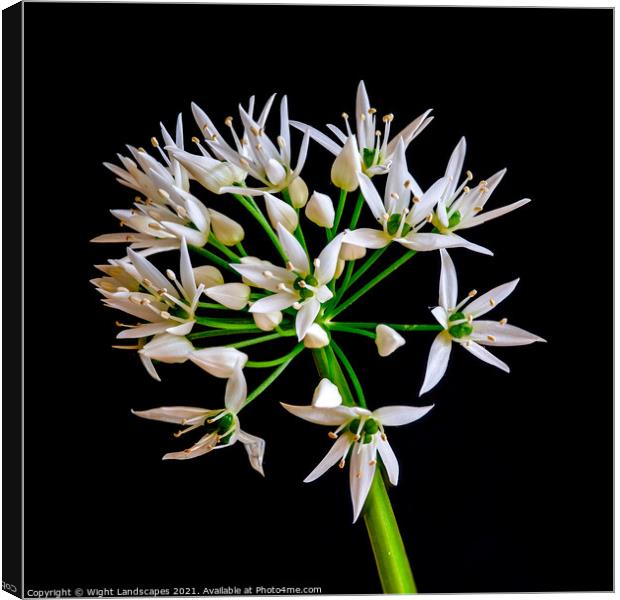 Wild Garlic Flower Canvas Print by Wight Landscapes