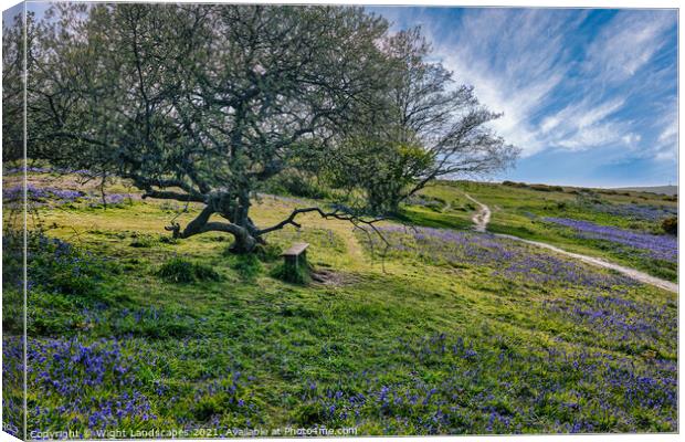 Blubell Bench Isle Of Wight Canvas Print by Wight Landscapes