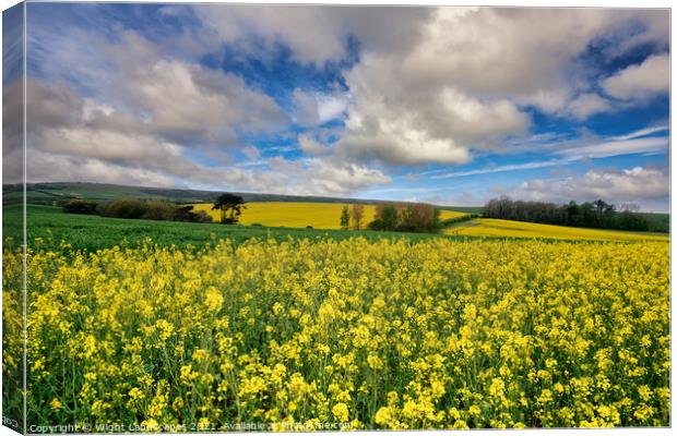 Yellow Rape Seed Field Canvas Print by Wight Landscapes