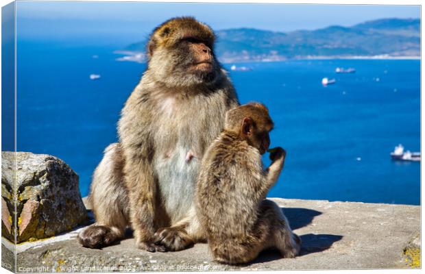 Barbary Macaques Rock Of Gibraltar Canvas Print by Wight Landscapes