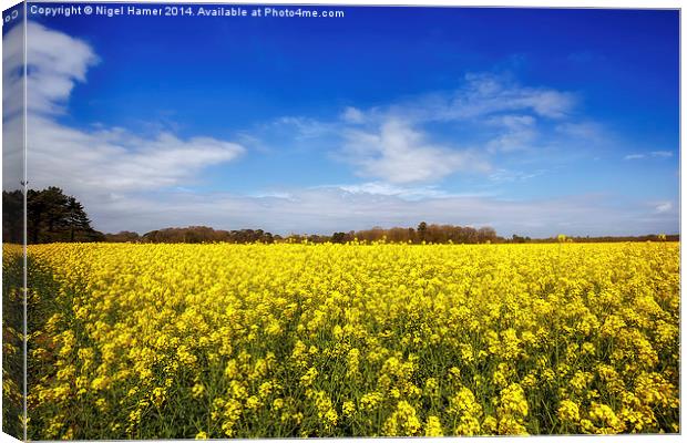 Yellow Rapeseed Canvas Print by Wight Landscapes