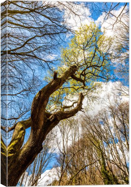 Spring Trees Canvas Print by Wight Landscapes