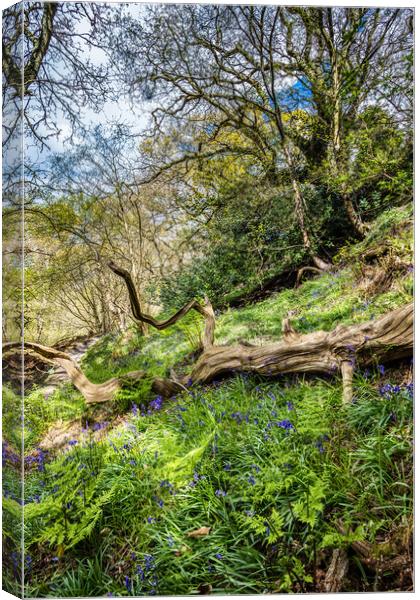 America Wood Bluebells Canvas Print by Wight Landscapes