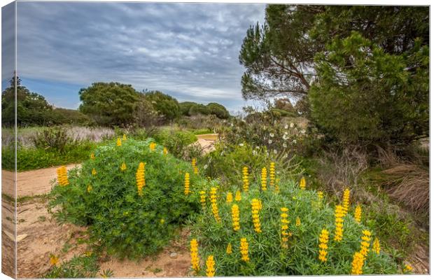 Wild Lupins Canvas Print by Wight Landscapes