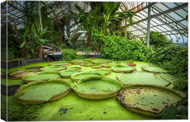 Giant Waterlily Pads Canvas Print by Wight Landscapes