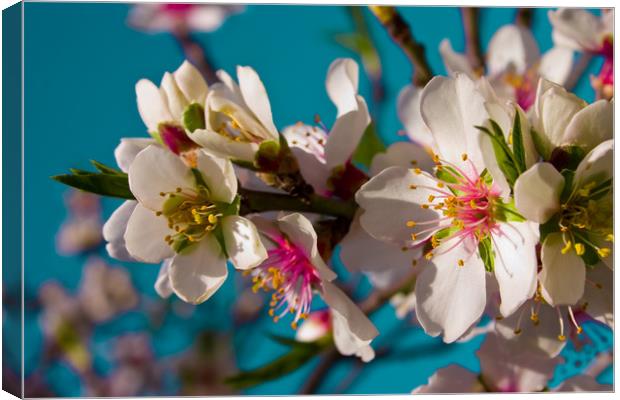 Almond Blossom Canvas Print by Wight Landscapes