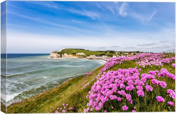 Sea Of Pink Thrift Canvas Print by Wight Landscapes