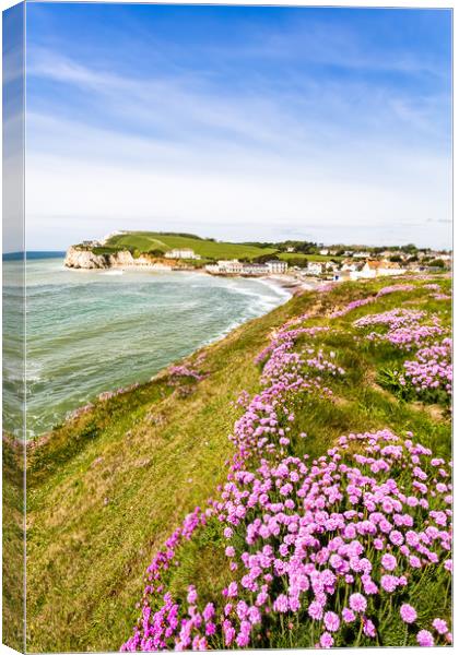 Freshwater Bay Cliff Armeria Maritima Canvas Print by Wight Landscapes