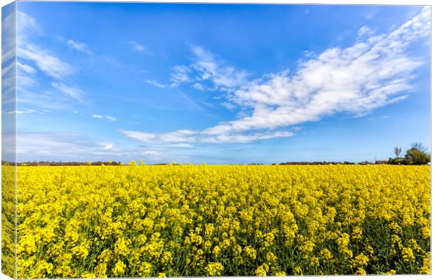 Field Of Rape Canvas Print by Wight Landscapes
