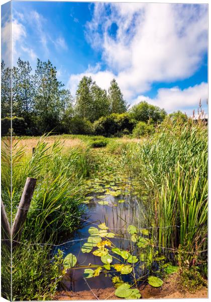 Brading Marsh Summer Water Meadow Canvas Print by Wight Landscapes