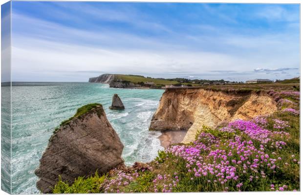 Freshwater Bay Sea Pinks Canvas Print by Wight Landscapes