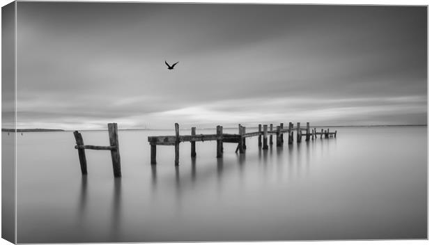 Bird On The Wing Canvas Print by Wight Landscapes